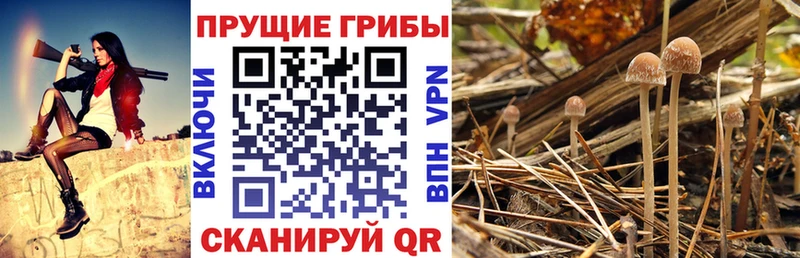 Галлюциногенные грибы Cubensis Славянск-на-Кубани
